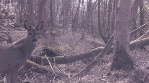 deer1